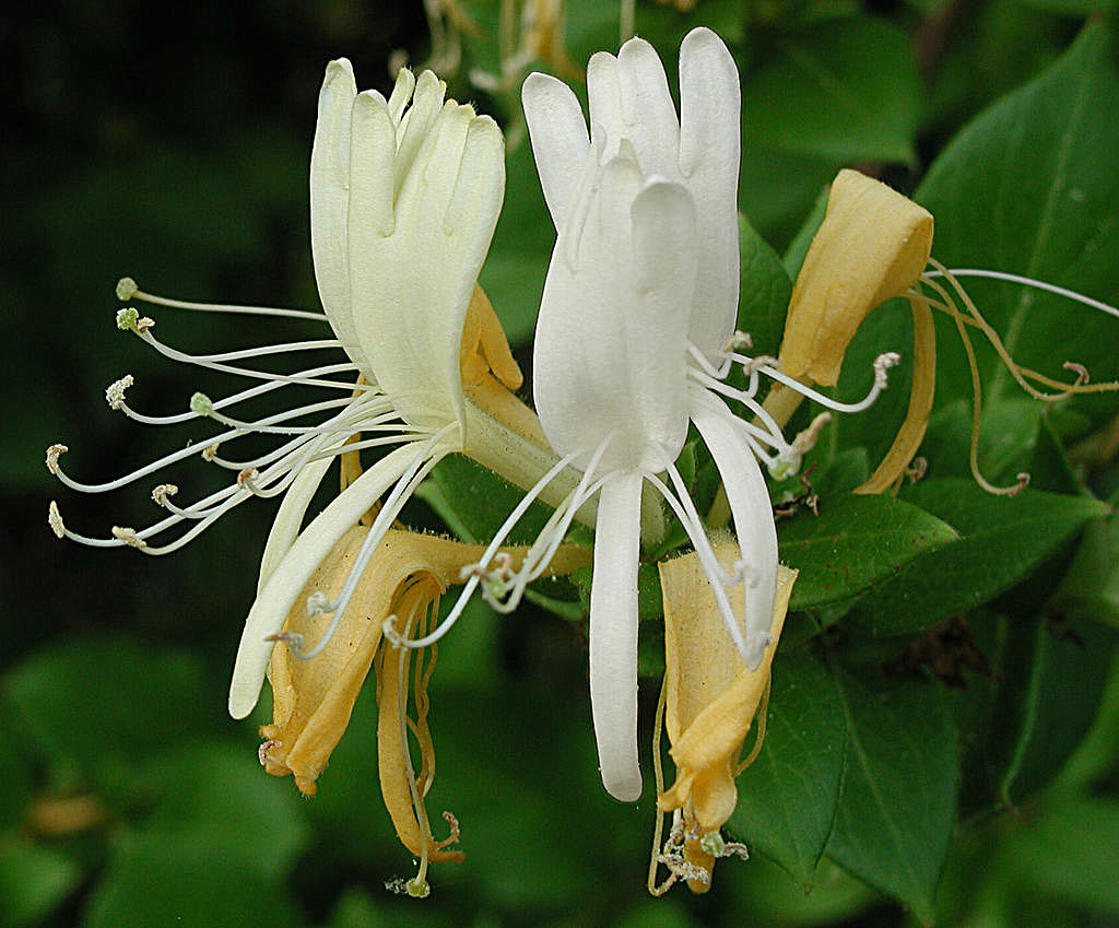 honeysuckle