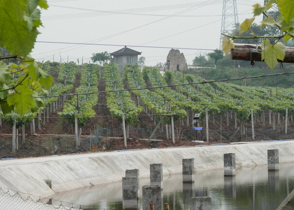 boxigrapes